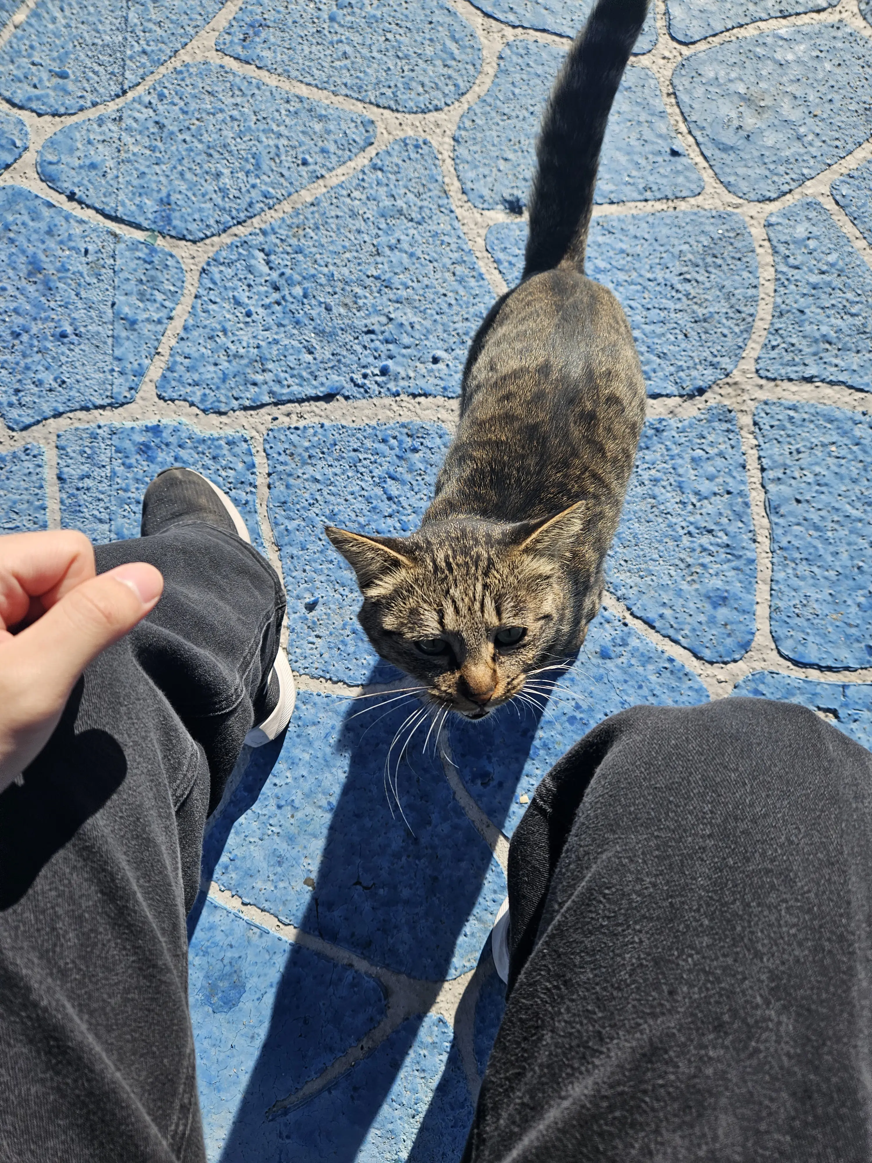 1인칭, 벤치에 앉아있는데 고양이가 나를 아래에서 위로 쳐다본다